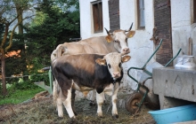 Unsere Kühe | Our cows | Le nostre mucche